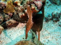 Robust Ghost Pipefish, hanging nose down in the water.  Ghost Pipefish are full grown at 6" His eye is just above the lower tip, the eye is a light tan.